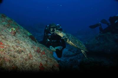 Tartaruga durante mergulho em Iúias, em Fernando de Noronha - PE (foto de Mateus Harfush - Ciliares)